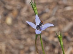 Megachile tosticauda