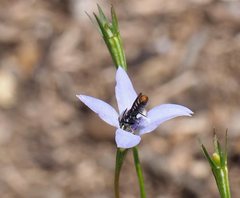 Megachile tosticauda