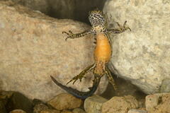 Banded Newt photo 5