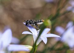 Megachile tosticauda
