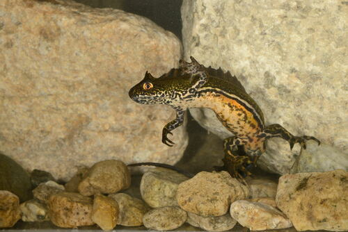 Caucasian Banded Newt