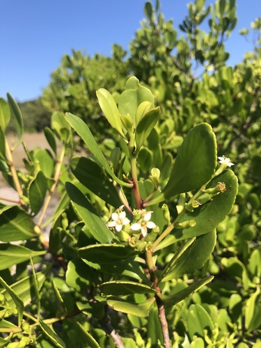 Lumnitzera racemosa var. racemosa image