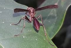Mischocyttarus