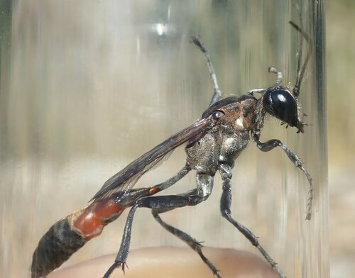 Hoplammophila armata