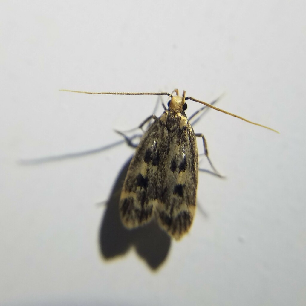 Square-spotted Martyringa Moth