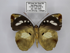 Aterica galene extensa