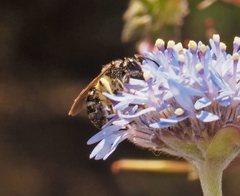 Lasioglossum calophyllae