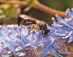 Lasioglossum calophyllae