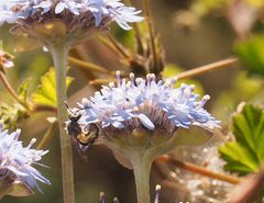 Lasioglossum calophyllae