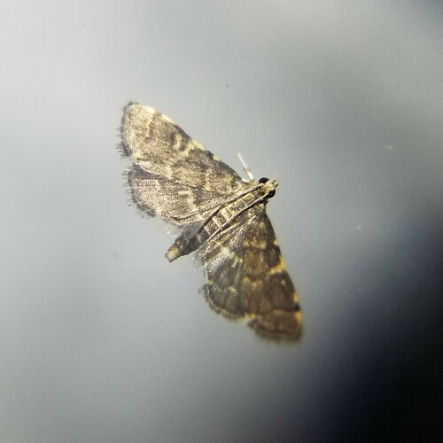 Yellow-spotted Webworm Moth photo 5