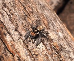 Maratus plumosus