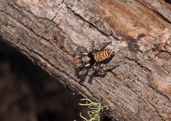 Maratus plumosus