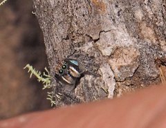 Maratus plumosus