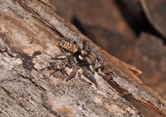 Maratus plumosus