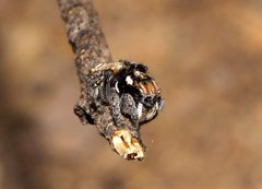 Maratus plumosus