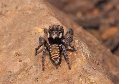 Maratus plumosus