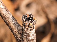 Maratus plumosus