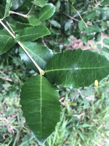 Cassipourea mossambicensis image