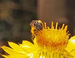 Lasioglossum calophyllae