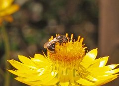Lasioglossum calophyllae
