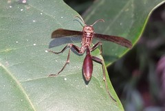 Mischocyttarus