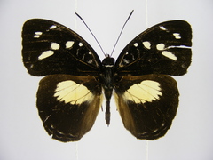 Aterica galene extensa