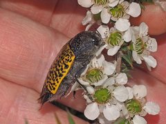 Stigmodera macularia