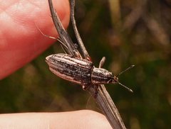 Pelororhinus argentosus