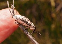 Pelororhinus argentosus