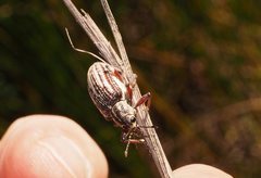 Pelororhinus argentosus