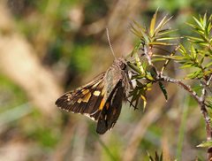 Trapezites phigalioides