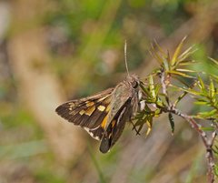 Trapezites phigalioides