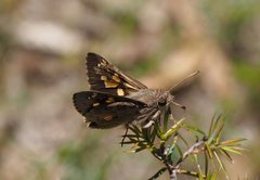 Trapezites phigalioides