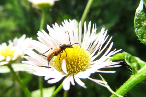 Fairy-ring Longhorn Beetle, 6708 PA Wageningen, Nederland, photo 7 of 10