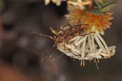 Pempsamacra dispersa