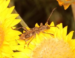 Pempsamacra dispersa