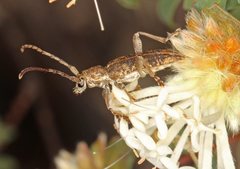 Pempsamacra dispersa