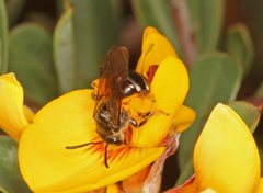 Lasioglossum calophyllae