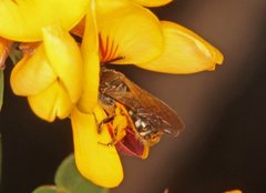 Lasioglossum calophyllae