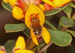 Lasioglossum calophyllae