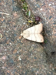 Charanyca trigrammica