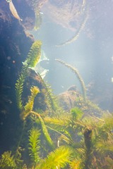 Hydrocharitaceae