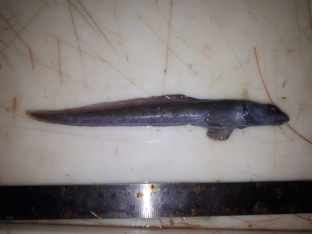 Paamiut eelpout (Lycodes paamiuti) — Zoarcidae