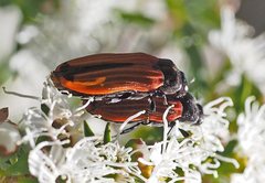 Castiarina erythroptera