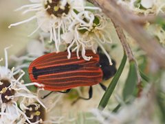 Castiarina erythroptera