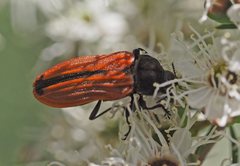 Castiarina erythroptera
