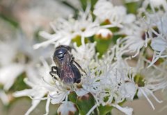 Euryglossa nigrocaerulea