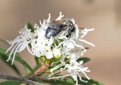 Euryglossa nigrocaerulea