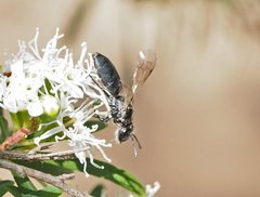 Euryglossa nigrocaerulea