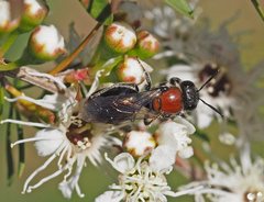 Euryglossa ephippiata